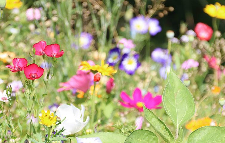 Sommerwiese 2 Flächenvorhang bedruckt 
